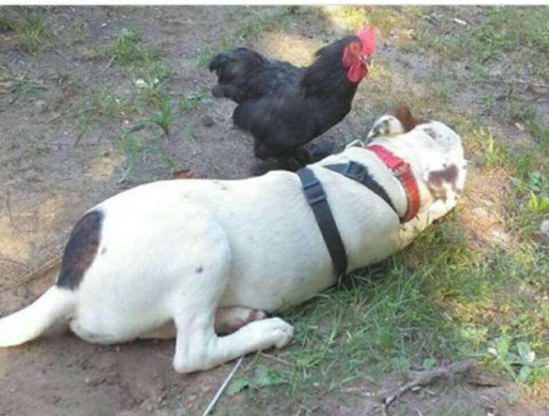 Rooster and dog spending time together