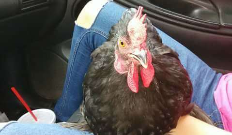 Rooster sitting on person's lap in car