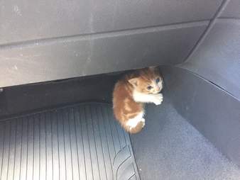 kitten freeway new zealand rescue