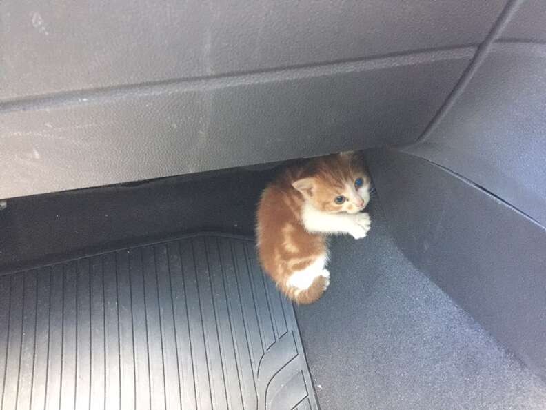 kitten freeway new zealand rescue