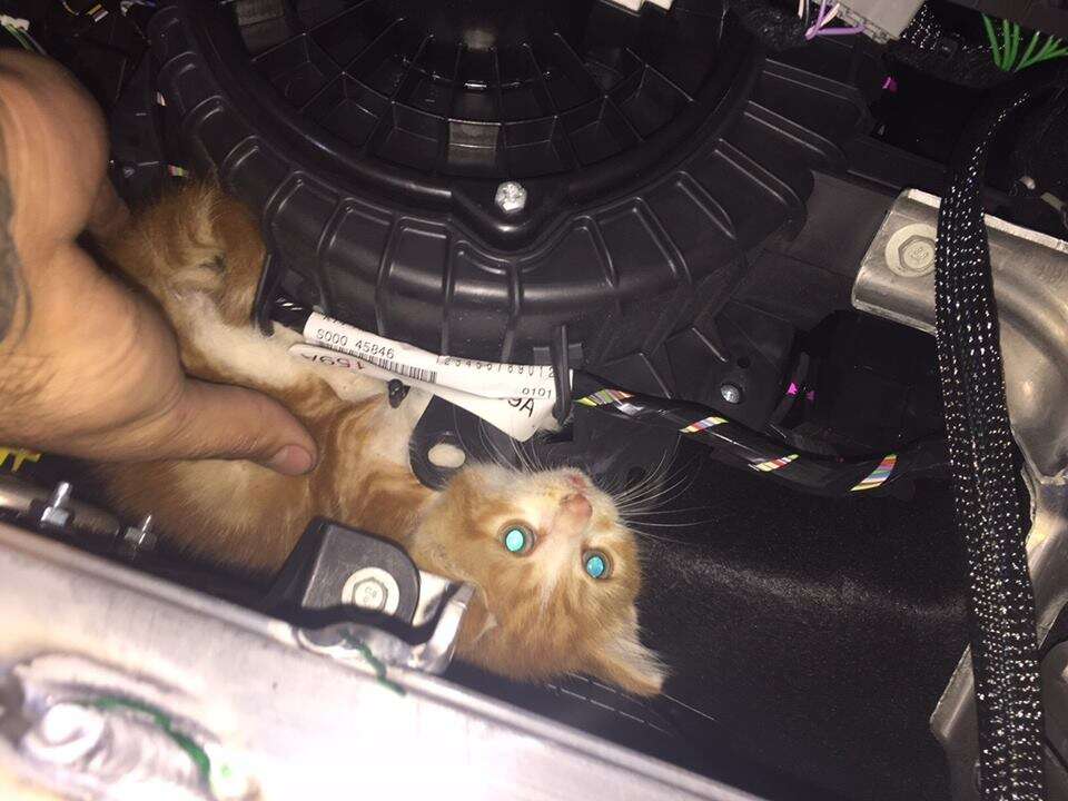 rescue kitten highway new zealand