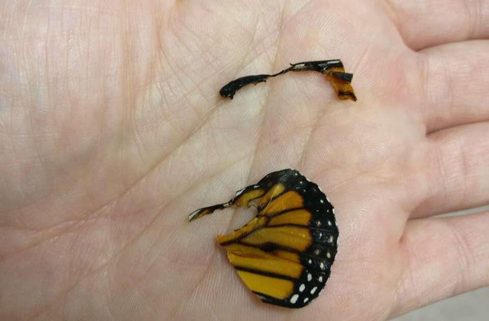 Monarch Butterfly's Broken Wing Fixed By The Nicest Woman - The Dodo