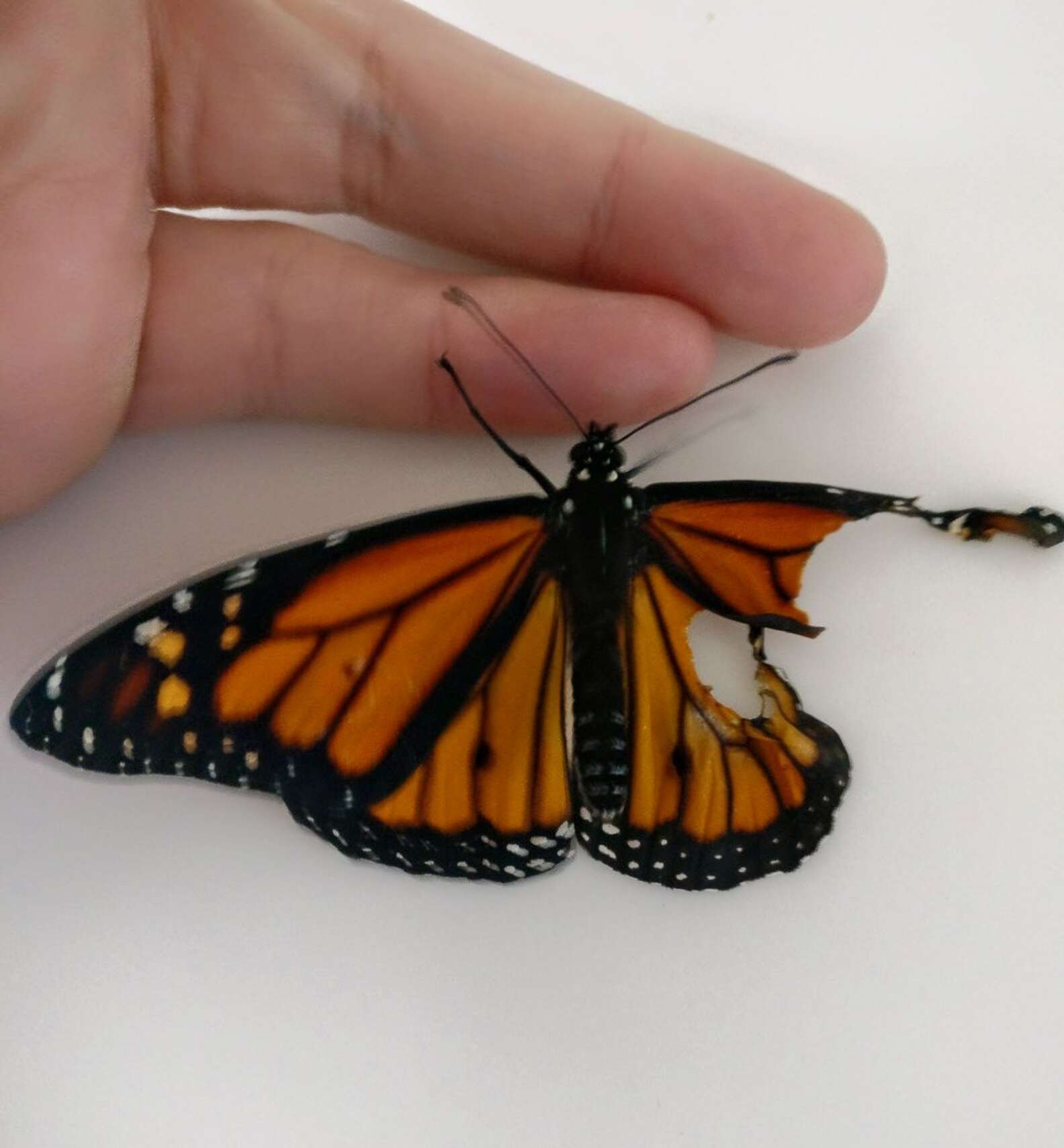 Monarch Butterfly S Broken Wing Fixed By The Nicest Woman The Dodo