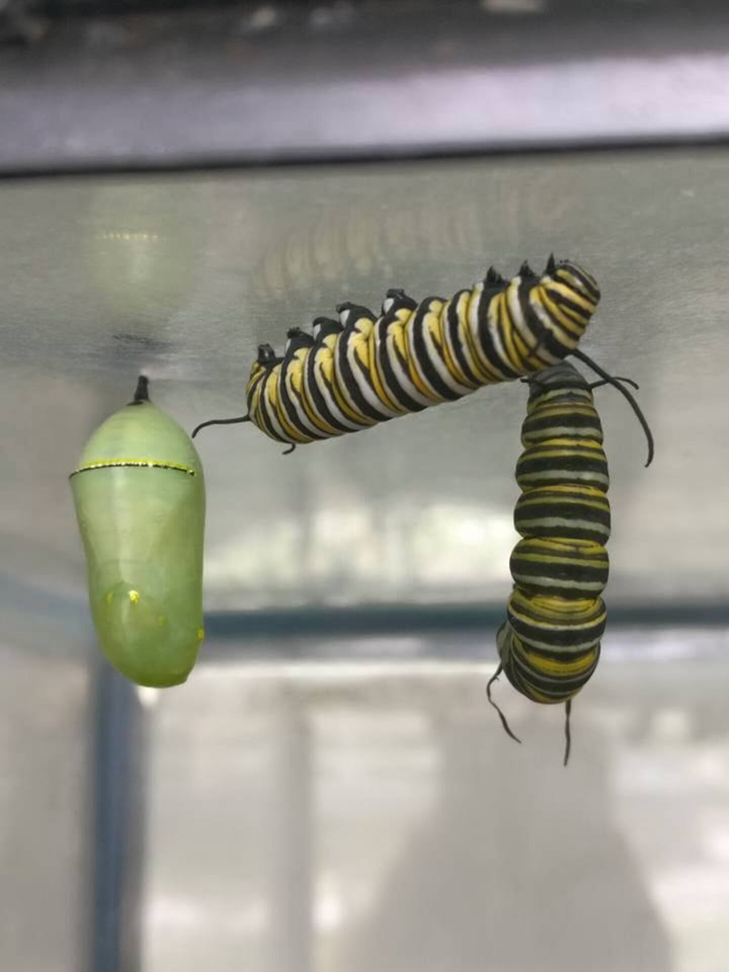 Monarch Butterfly's Broken Wing Fixed By The Nicest Woman - The Dodo
