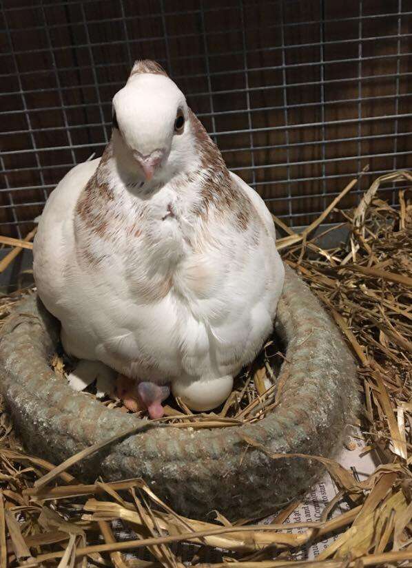 Rescued pigeon Juliet with hatched egg