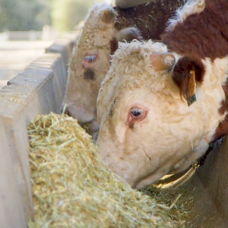 This Cow Food Could Help Stop Global Warming NowThis