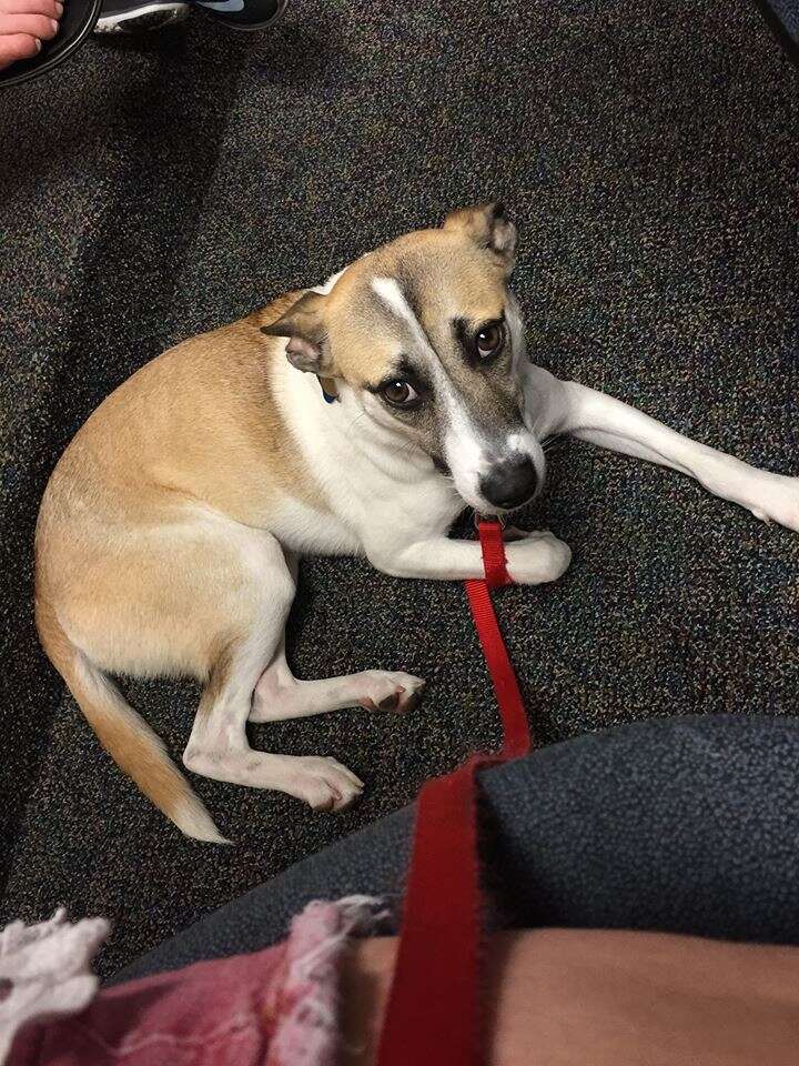 Leashed dog lying on floor of classroom