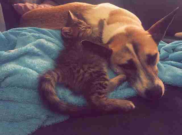 Dog and cat cuddling together on bed