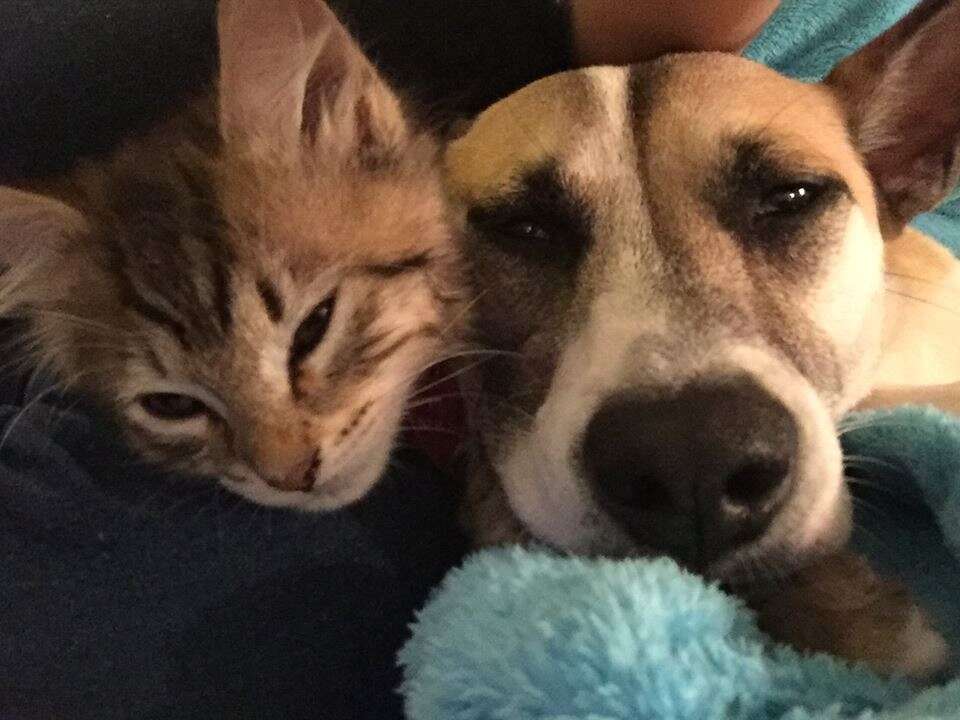 Dog and kittens snuggling together