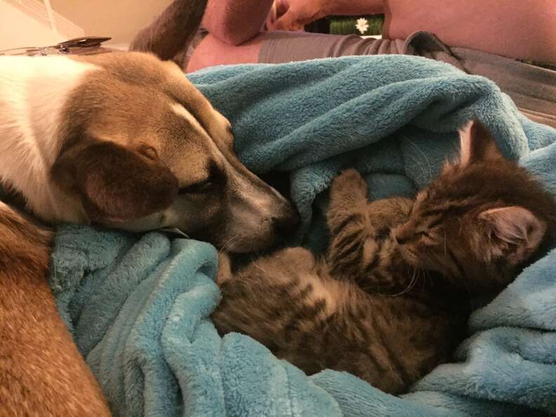 Dog sniffing kitten in blanket