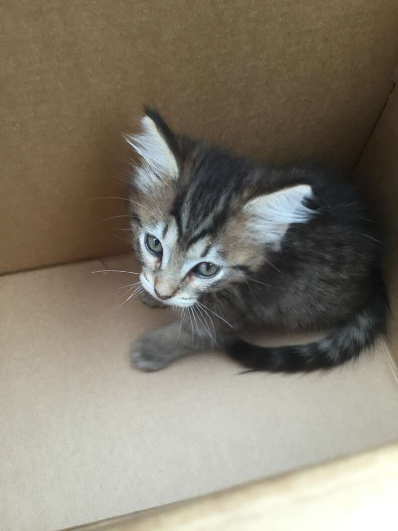 Scared looking kitten inside cardboard box