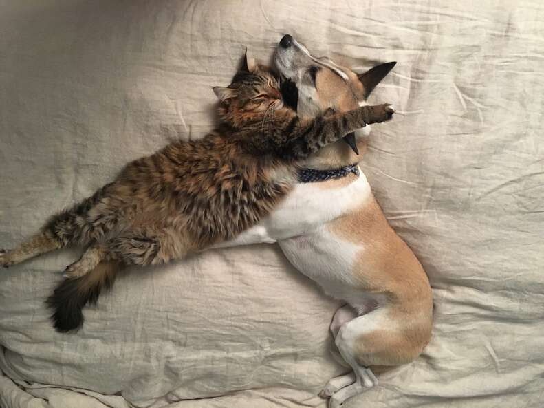 Dog and cat snuggling together on bed
