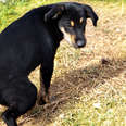 Ask The Dodo: Help! My Dog Is Killing My Lawn