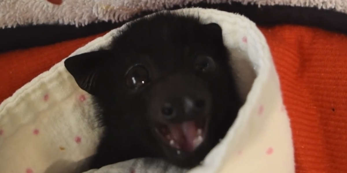 Baby Bat Who Couldn't Find Mom Is So Happy To Be Reunited Videos
