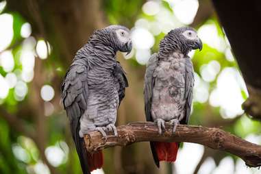 National Aviary