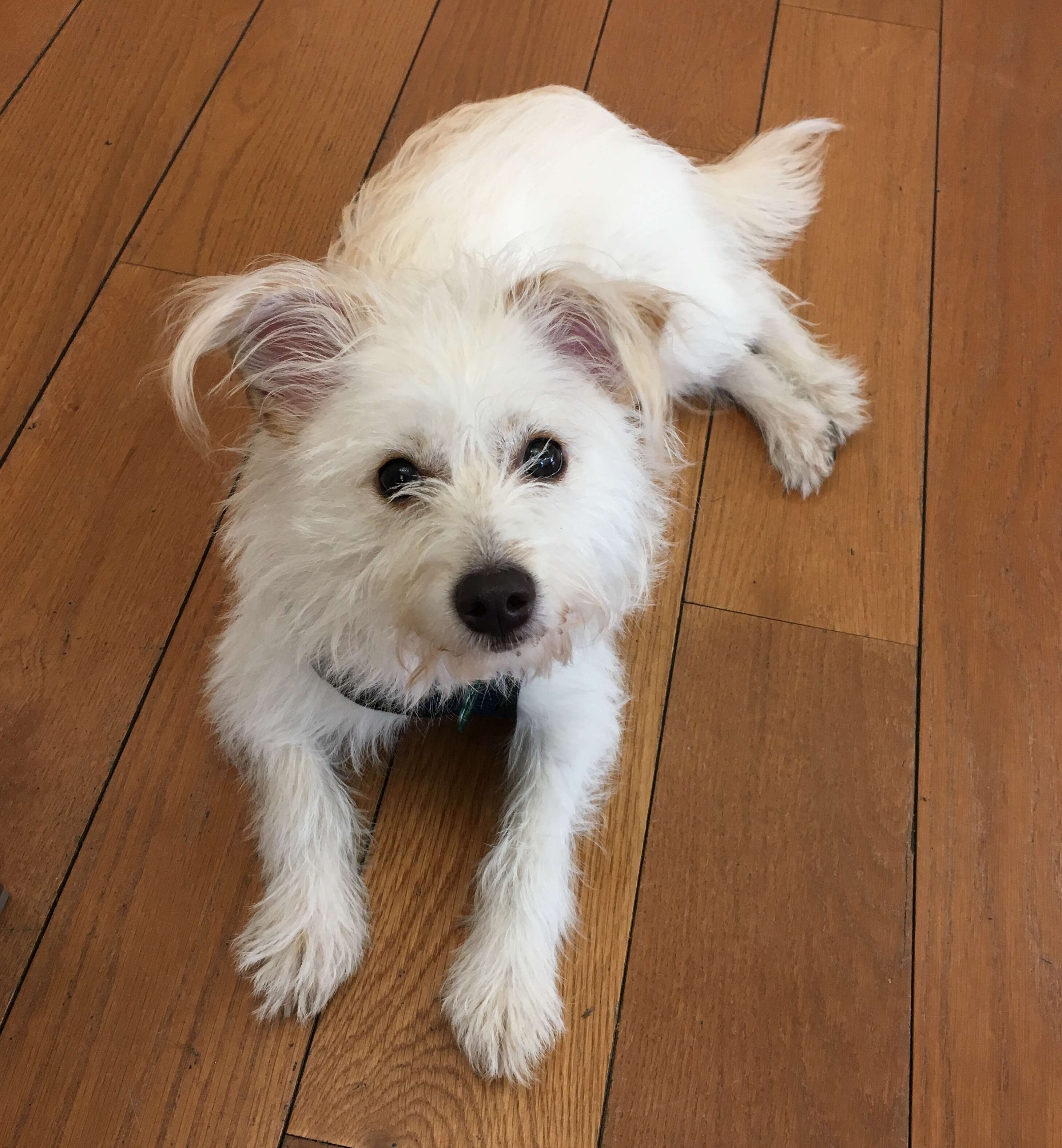 Darcy the terrier mix dog smiling