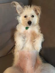 Darcy shows off her tattoo from being spayed