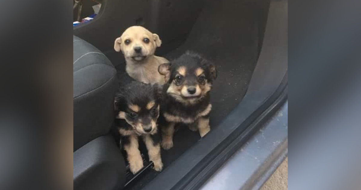 Guy Driving On Highway Spots 3 Puppies — And Knows He Has To Pull Over