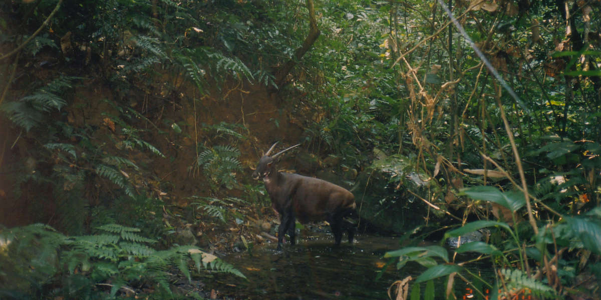 'Asian Unicorns' Are Critically Endangered And Need Our Help The Dodo