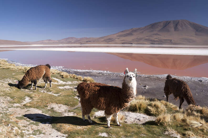 Llamas in the Bolivian Altiplano