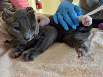Hardy kitten rescued from abuse