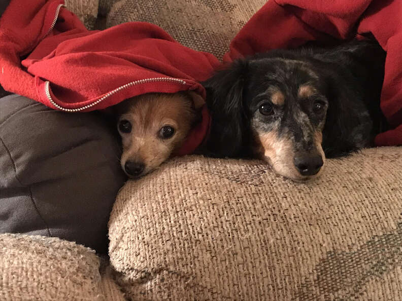 Blanche senior dog gets sweaters