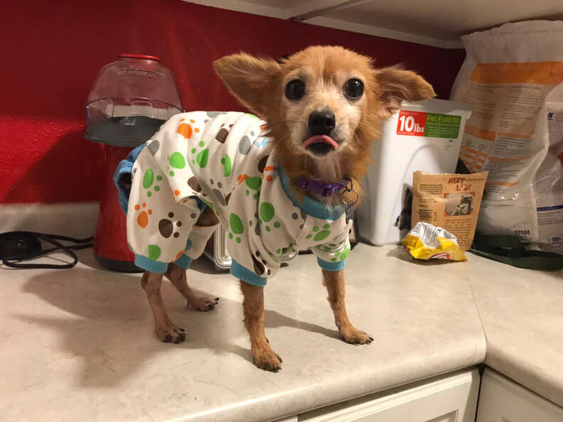 Blanche senior dog gets sweaters
