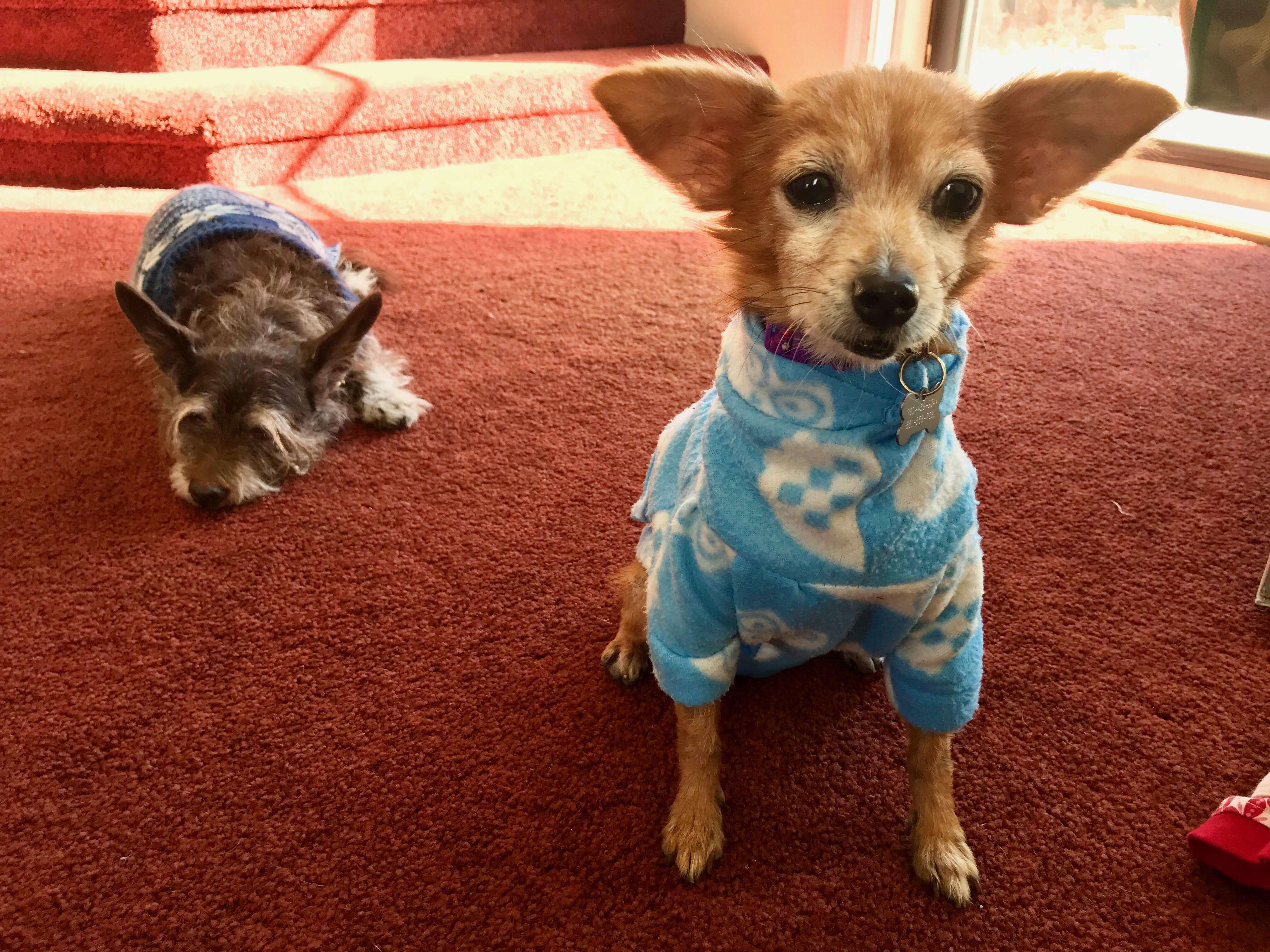 Blanche senior dog gets new sweaters