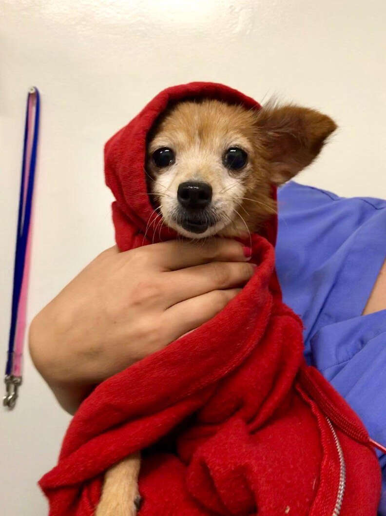 Blanche senior dog loves sweaters