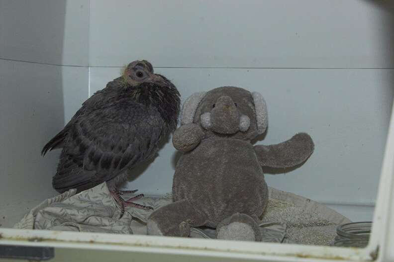 baby pigeon gets a stuffed elephant