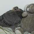 Rescued Baby Pigeon Was Feeling Lonely, So Rescuers Got Him An Unusual Friend 