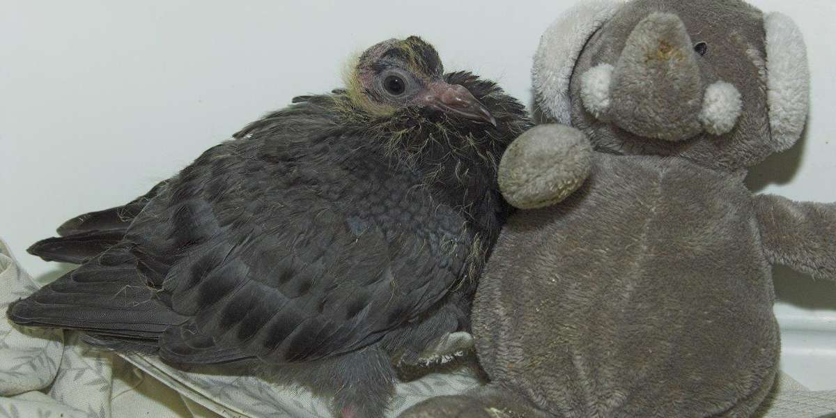 Baby Pigeon Snuggles Elephant Toy For Comfort After Losing His Mom The Dodo