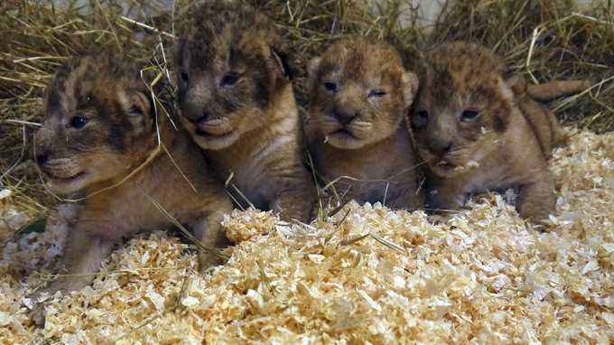 lion cubs sweden zoo killed