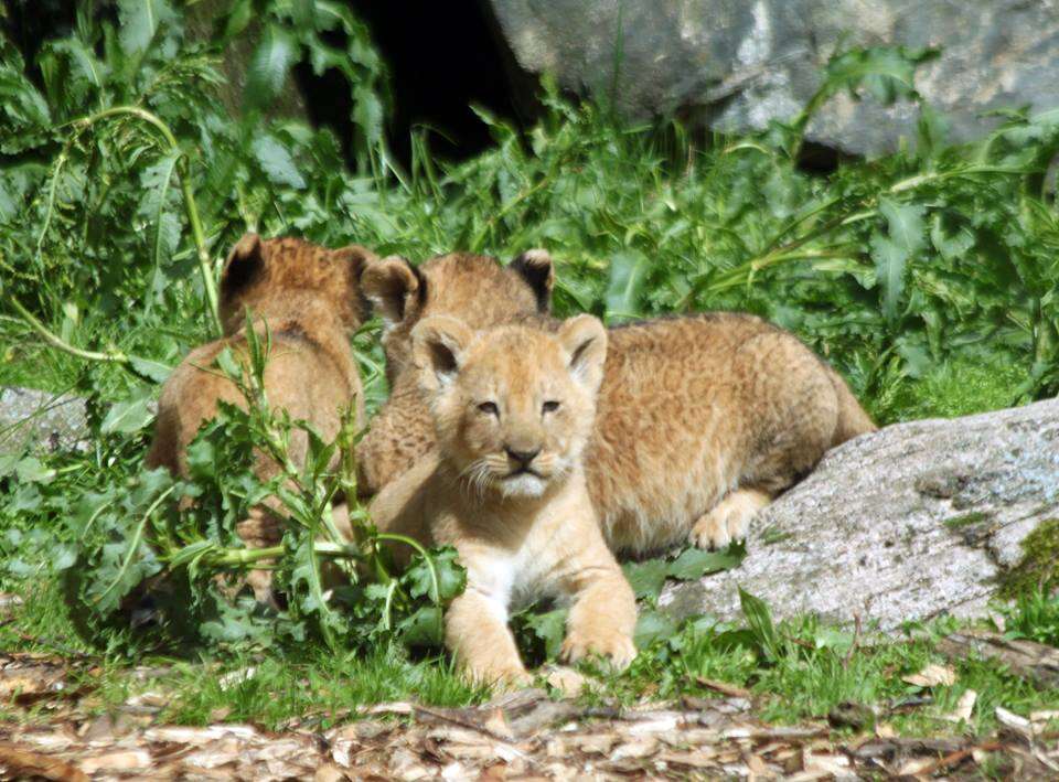 lion cubs swedish zoo killed