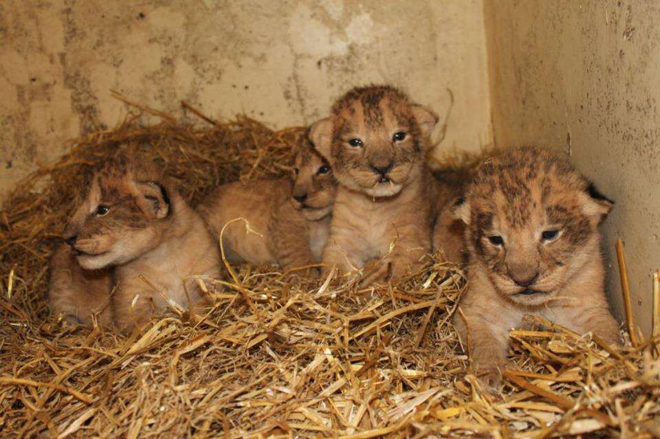 sweden lion cubs surplus killed