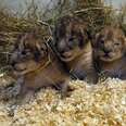 Zoo Kills 9 Baby Lions Just Because They Were 'Surplus'