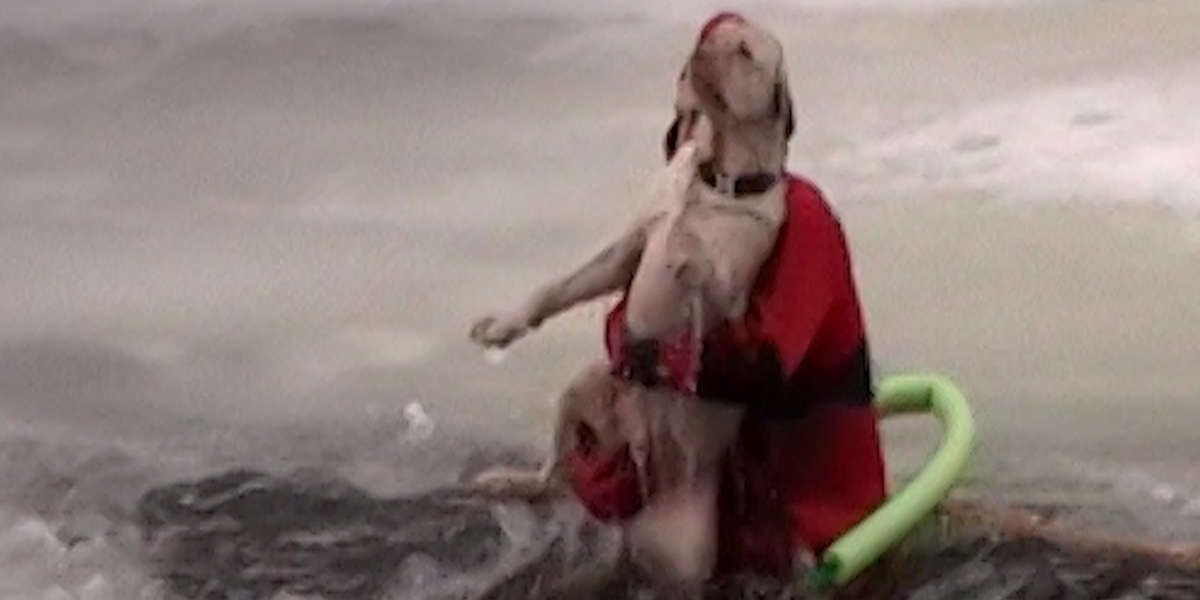 Dog Stuck In Icy Lake Was Crying To Rescuers For Help - Videos - The Dodo