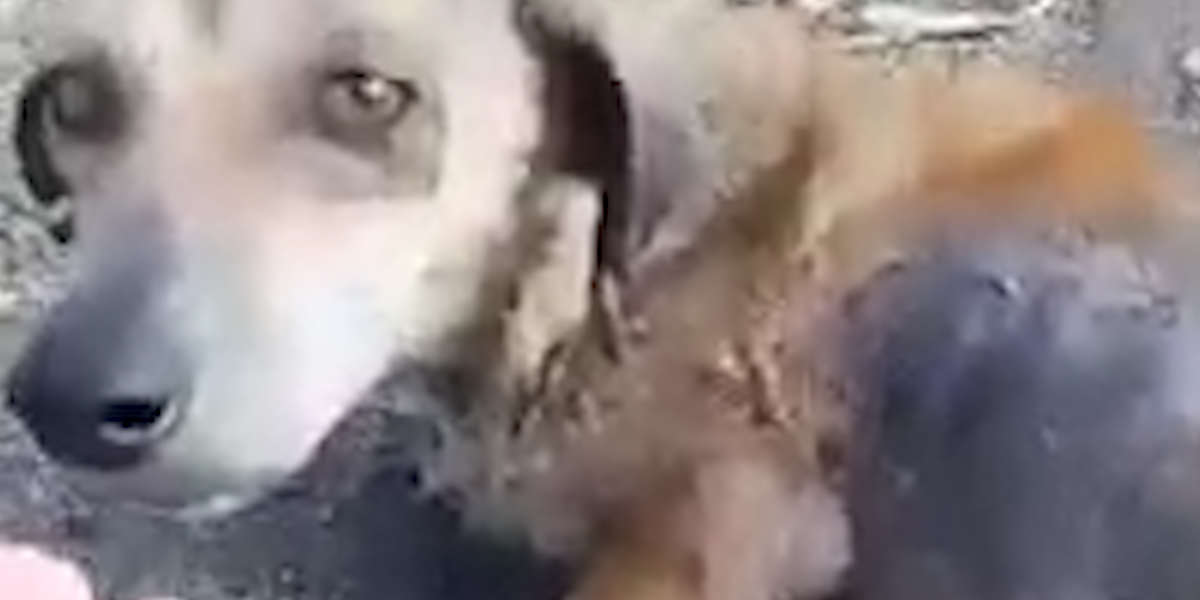 Woman Stops For Stray Dog In Road And Totally Changes Her Life - Videos 