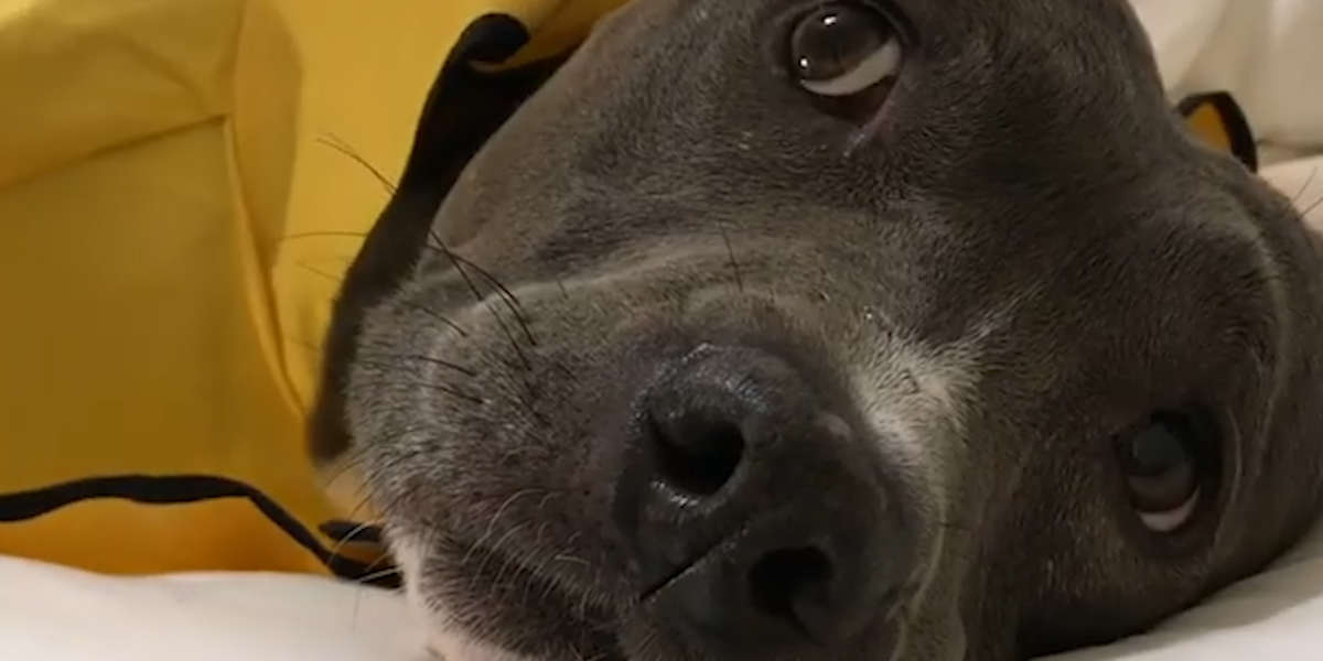 Dog Who Lost Both Her Ears Was Scared Of Everything When She Was Rescued Videos The Dodo