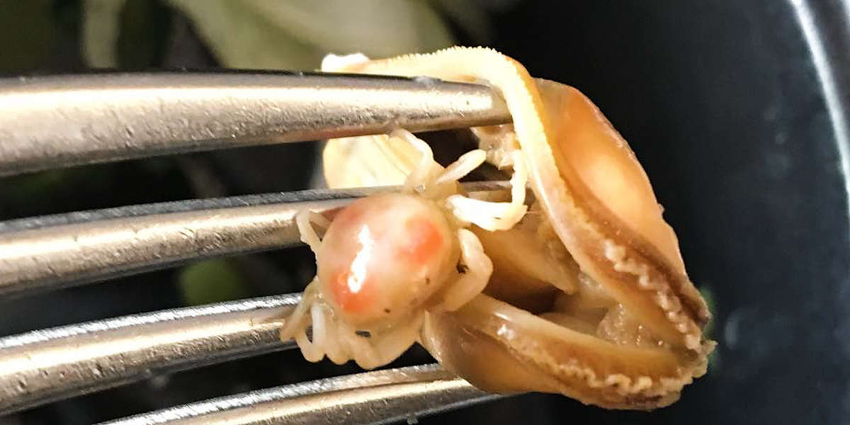 These Tiny Pea Crabs Live In Oysters — And They’re Delicious - Videos