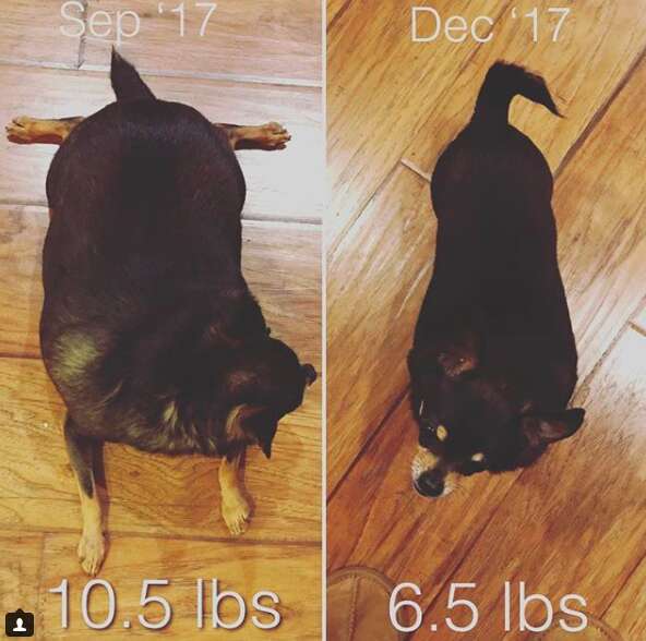 overweight chihuahua