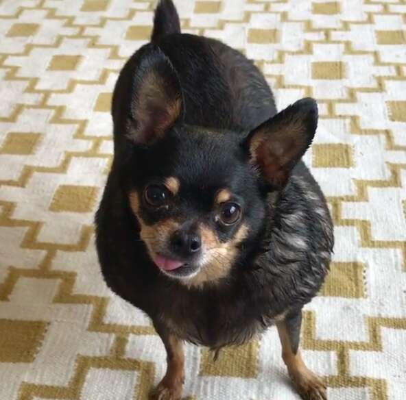 overweight chihuahua 