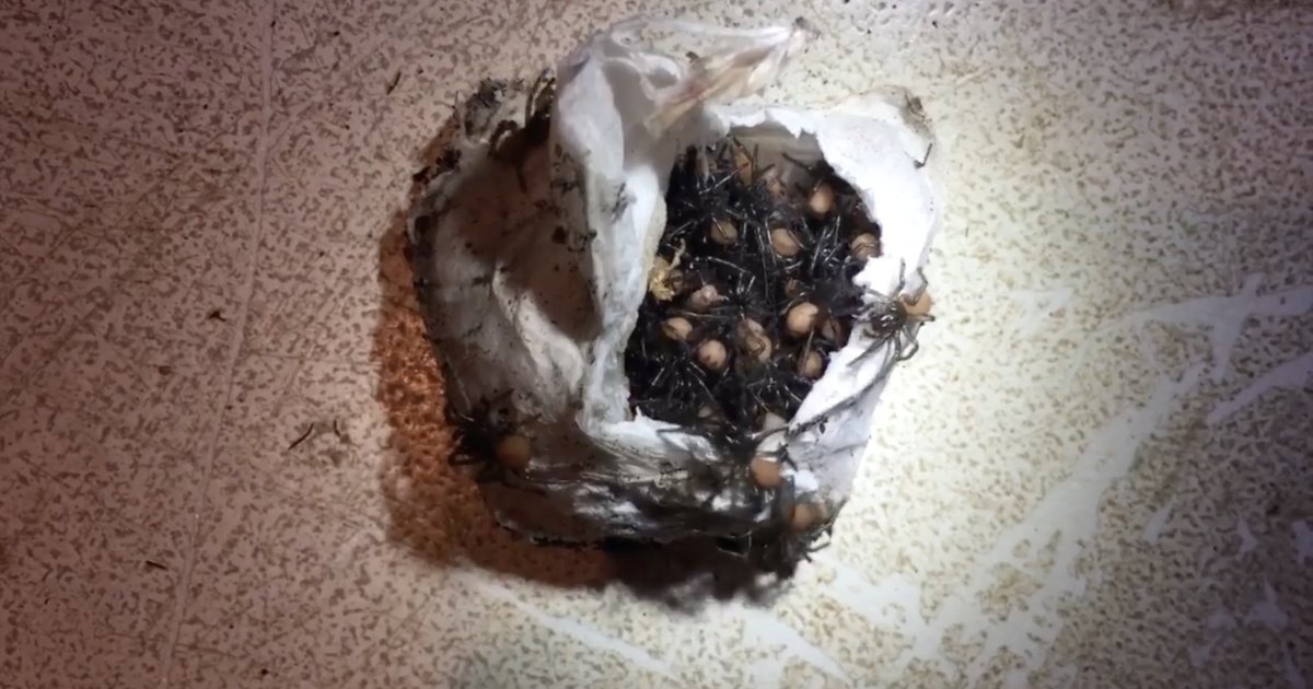 Baby Funnel  Spiders Hatch From Egg in Horrifying Video Thrillist