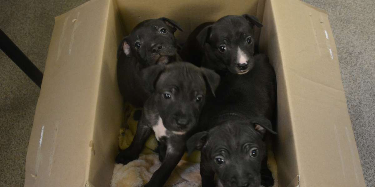 Man Finds Box Of Abandoned Pit Bull Puppies In London Park - The Dodo