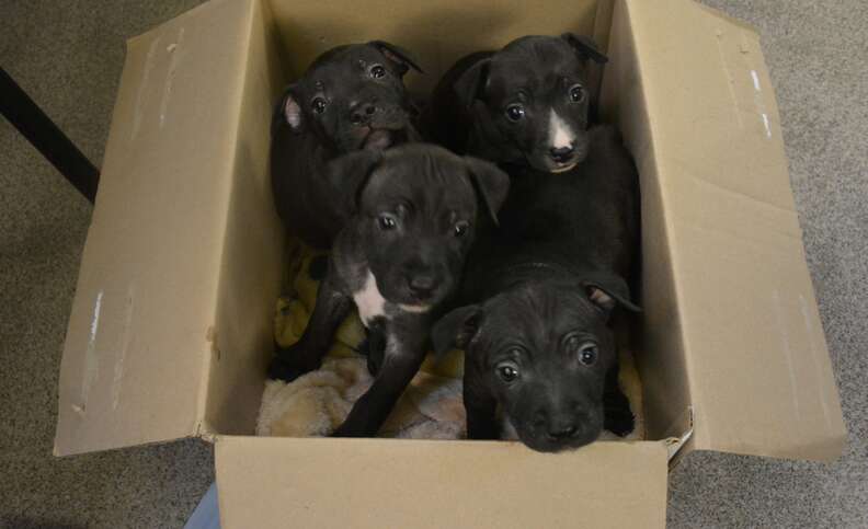 Pitbull puppies in cheap a box