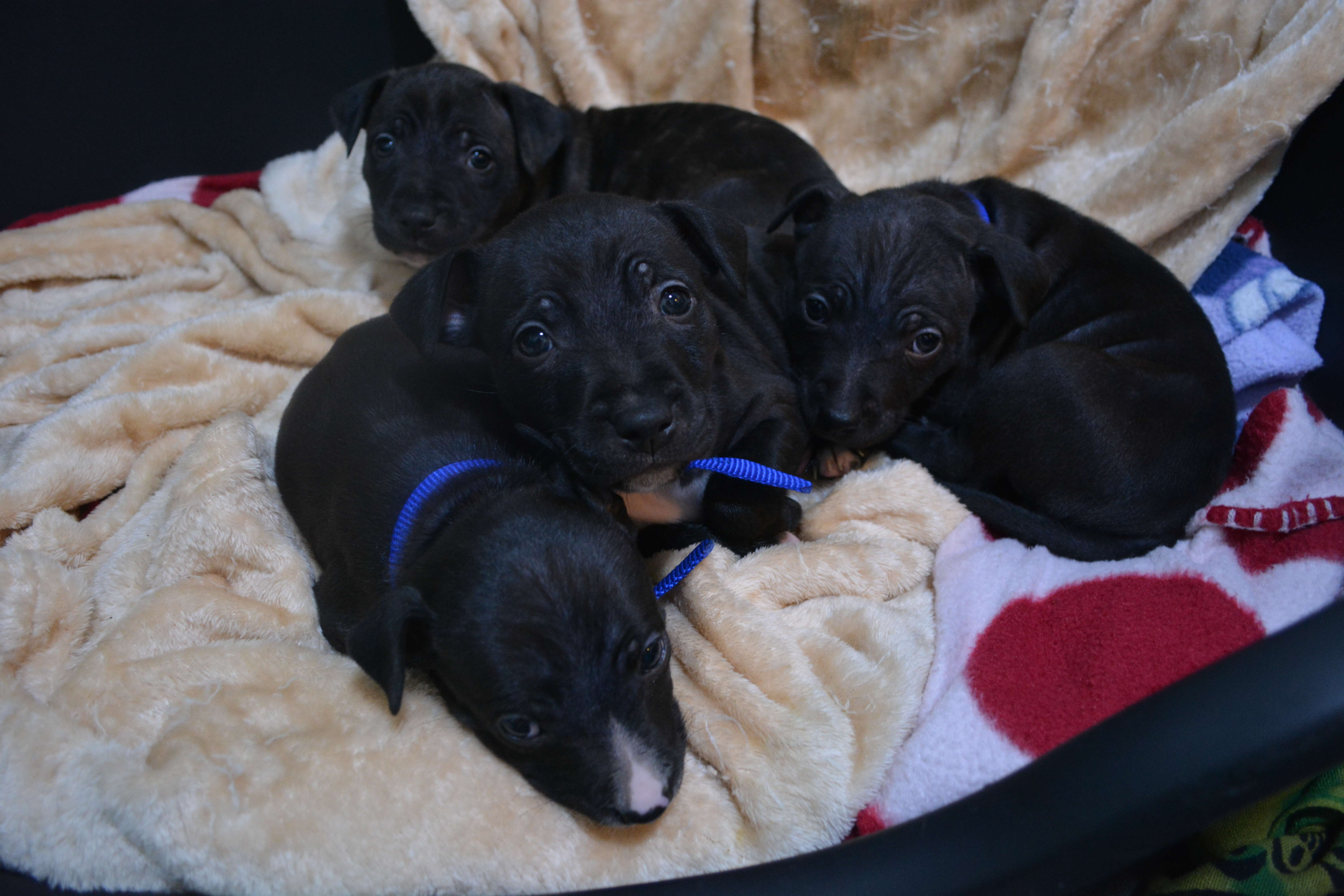 Rescued pit bull puppies napping in a pile at London shelter