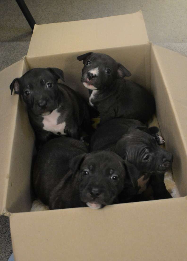 Pitbull puppies hotsell in a box