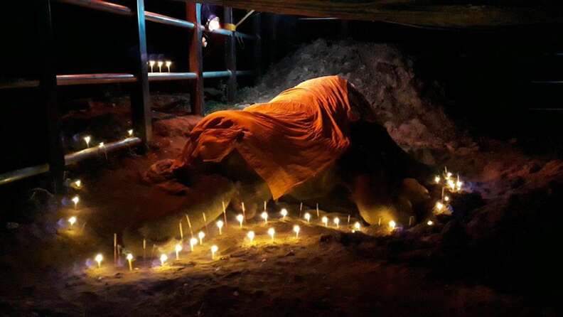 asian elephant funeral fluffy