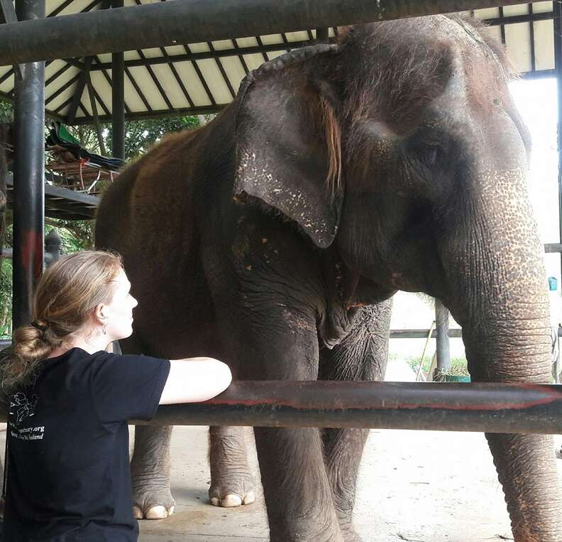 fluffy asian elephant rescued from logging