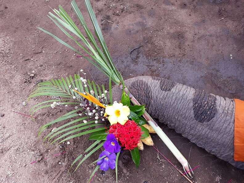 asian elephant fluffy thailand